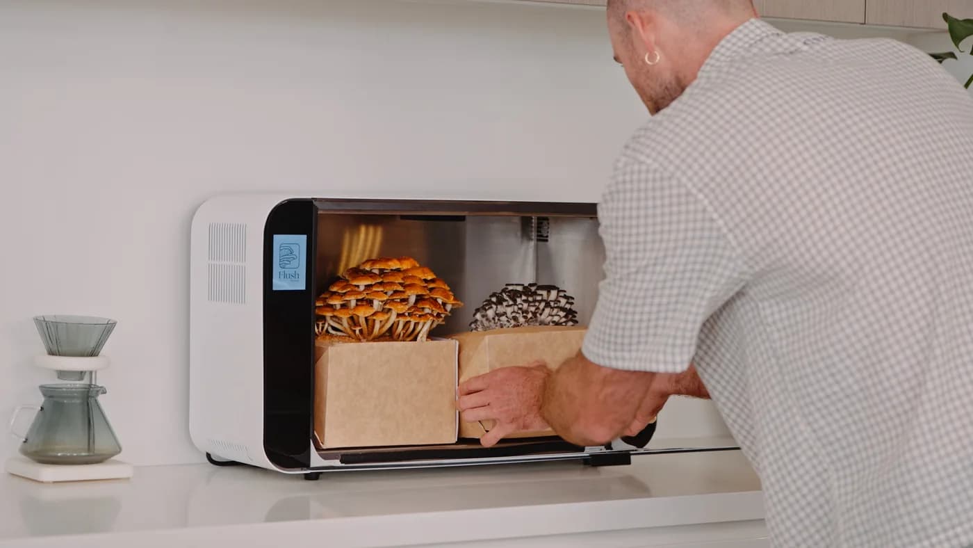 Freshly harvested gourmet mushrooms from the Flush cabinet
